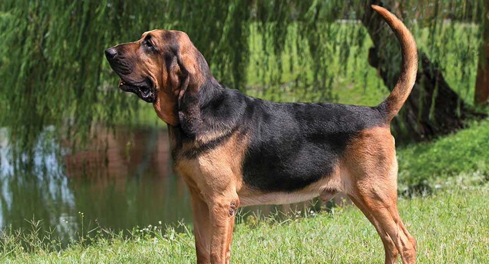Are Bloodhounds Good Guard Dogs? - PetsWows