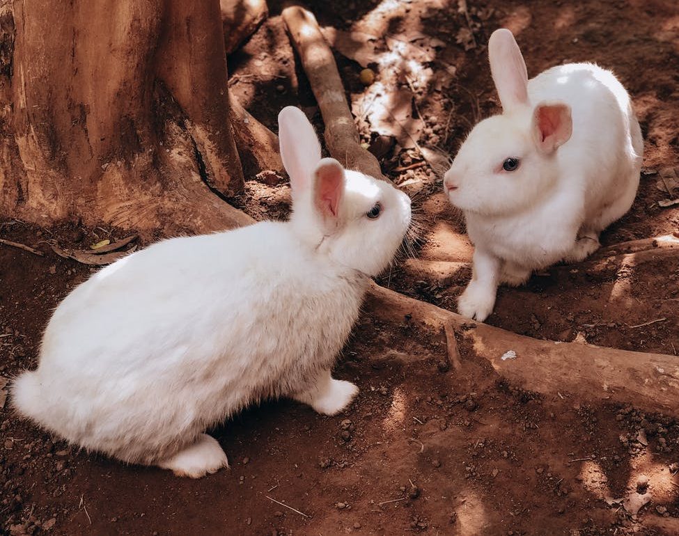 white rabbit near brown tree trunk